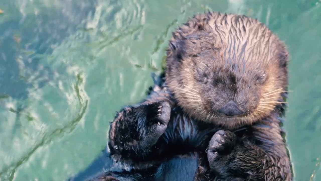 ラッコカメラ｜バンクーバー水族館