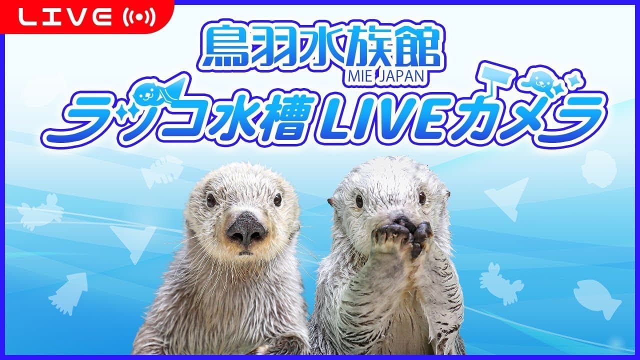 鳥羽水族館ラッコ水槽ライブカメラ TOBA AQUARIUM SEA OTTER LIVE CAMERA