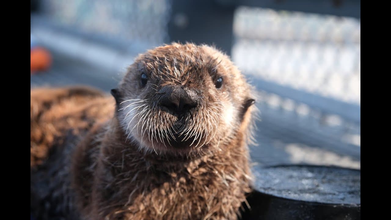 ラッコ赤ちゃんカメラ｜バンクーバー水族館