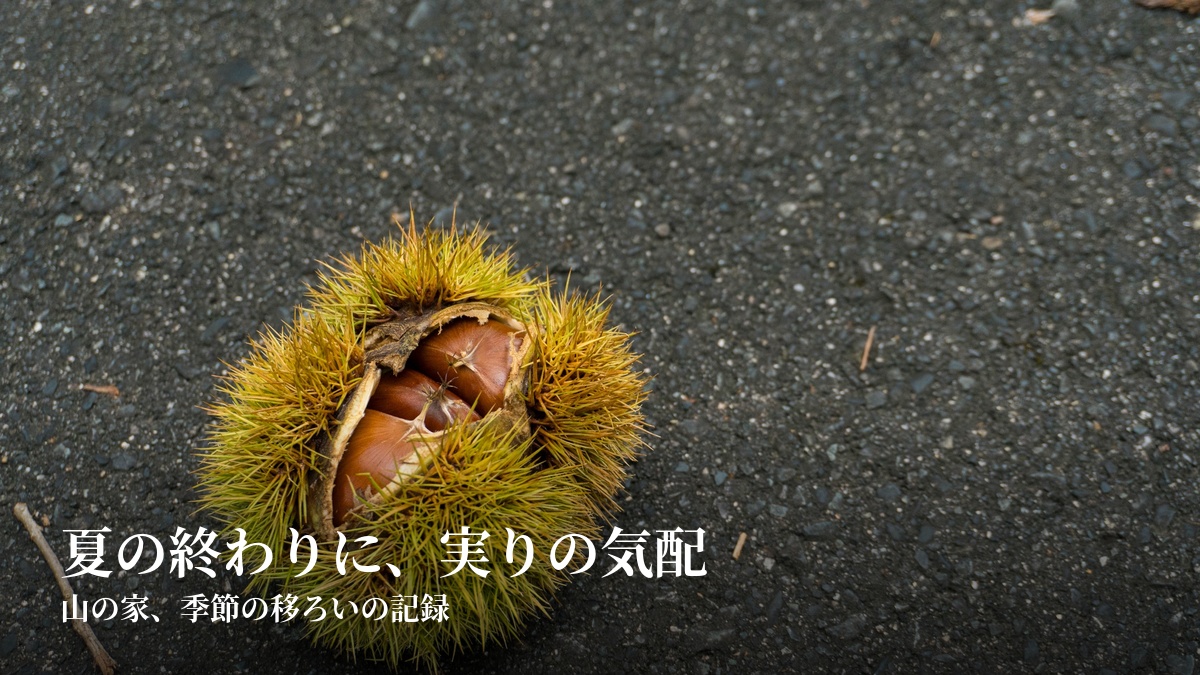 割れた栗の実